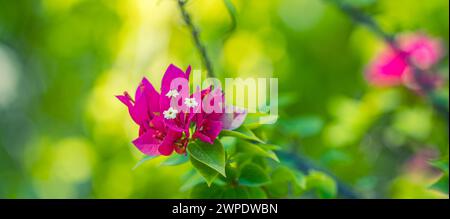 Wunderschöne Bougainvillea Blumen und Bougainvillea Pflanzenbaum im Sommer üppige Laub Regenzeit (Bougainvillea glabra Choisy). Blumen sind rosa Stockfoto