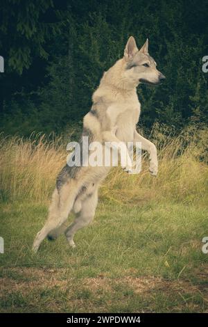 Junger Mann des tschechoslowakischen Wolfshundes posiert im Freien in der Natur Stockfoto