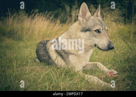 Junger Mann des tschechoslowakischen Wolfshundes posiert im Freien in der Natur Stockfoto