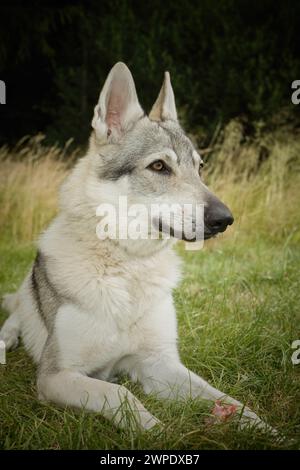 Junger Mann des tschechoslowakischen Wolfshundes posiert im Freien in der Natur Stockfoto