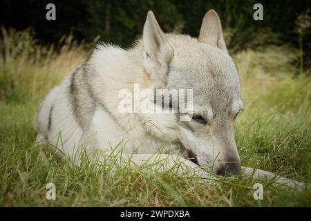 Junger Mann des tschechoslowakischen Wolfshundes posiert im Freien in der Natur Stockfoto