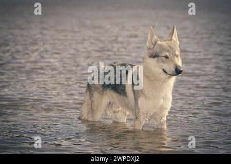 Junger Mann des tschechoslowakischen Wolfshundes, der im Wasser im Freien posiert Stockfoto