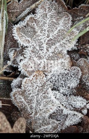 Ein frostbedecktes herbstliches Eichenblatt liegt auf dem Boden Stockfoto