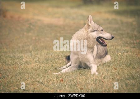 Junger Mann des tschechoslowakischen Wolfshundes posiert im Freien in der Natur Stockfoto