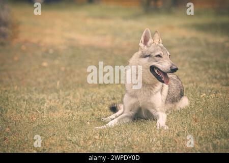 Junger Mann des tschechoslowakischen Wolfshundes posiert im Freien in der Natur Stockfoto