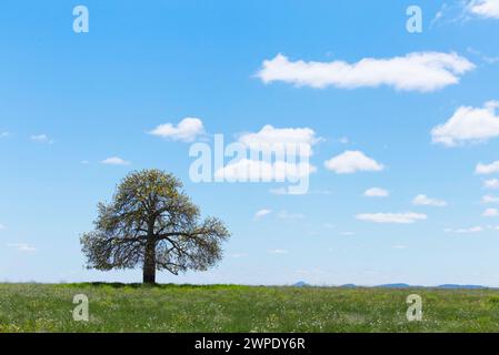 Lone Queensland Flaschenbaum wächst in einem Waldgebiet in der Nähe von Theodore Queensland Australien Stockfoto