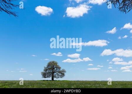 Lone Queensland Flaschenbaum wächst in einem Waldgebiet in der Nähe von Theodore Queensland Australien Stockfoto