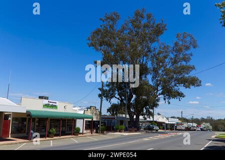 Berühmter Baum markiert von Frederich Wilhelm Ludwig Leichhardt (1813-1848) Taroom Queensland Australien Stockfoto