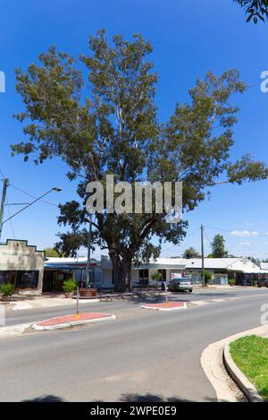 Berühmter Baum markiert von Frederich Wilhelm Ludwig Leichhardt (1813-1848) Taroom Queensland Australien Stockfoto