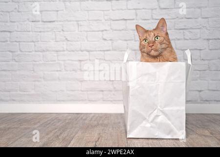Süße Ingwerkatze, die aus einer Papiertüte neugierig aussieht. Horizontales Bild mit Kopierraum. Stockfoto