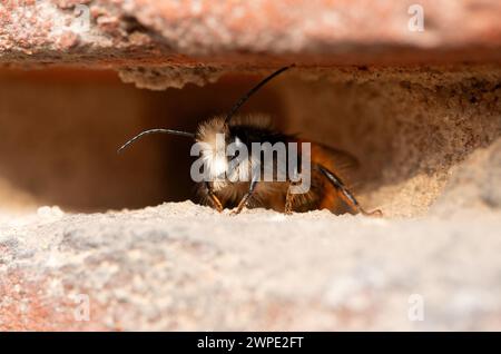 Berlin, Deutschland. März 2024. Eine männliche gehörnte maurerbiene (Osmia cornuta) sitzt in einer Lücke in der Wand der Fassade eines Wohngebäudes. Quelle: Hauke Schröder/dpa/Alamy Live News Stockfoto