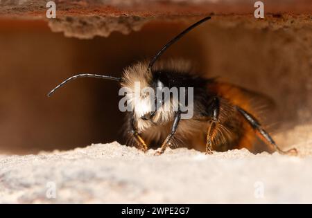 Berlin, Deutschland. März 2024. Eine männliche gehörnte maurerbiene (Osmia cornuta) sitzt in einer Lücke in der Wand der Fassade eines Wohngebäudes. Quelle: Hauke Schröder/dpa/Alamy Live News Stockfoto