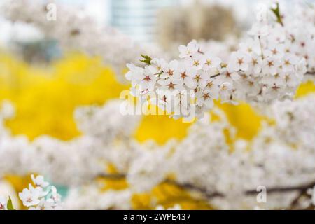 Prunus yedoensis, Somei-yoshino oder Yoshino Kirsche ist eine der beliebtesten und am weitesten gepflanzten Kirschsorten in gemäßigten Regionen der Welt Stockfoto