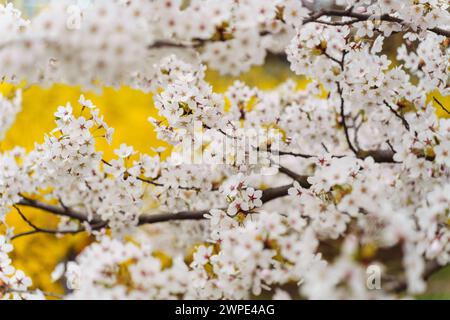 Dekorative weiße Blüte Japanische Kirsche Prunus yedoensis während der Blüte in einem Stadtpark im Frühjahr im April. Die Bäume sind dicht mit weiß bestreut Stockfoto