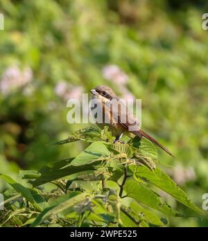 Brown Shrike ist ein Vogel aus der Familie der Shrike, der vor allem in Asien vorkommt. Stockfoto