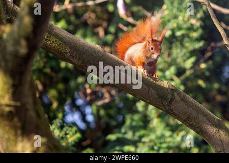 Ein Eichhörnchen sitzt in der Sonne auf einem Baum in Köln NRW Die Eichhörnchen Sciurus sind eine Gattung der Baumhörnchen Sciurini in der Familie der Hörnchen Sciuridae. Eichhörnchen *** Ein Eichhörnchen sitzt in der Sonne auf einem Baum in Köln NRW die Eichhörnchen Sciurus sind eine Gattung von Baumhörnchen Sciurini innerhalb der Familie der Eichhörnchen Sciuridae Stockfoto