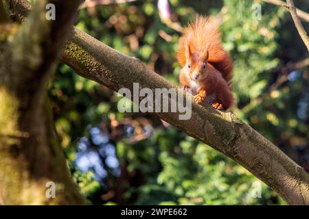 Ein Eichhörnchen sitzt in der Sonne auf einem Baum in Köln NRW Die Eichhörnchen Sciurus sind eine Gattung der Baumhörnchen Sciurini in der Familie der Hörnchen Sciuridae. Eichhörnchen *** Ein Eichhörnchen sitzt in der Sonne auf einem Baum in Köln NRW die Eichhörnchen Sciurus sind eine Gattung von Baumhörnchen Sciurini innerhalb der Familie der Eichhörnchen Sciuridae Stockfoto