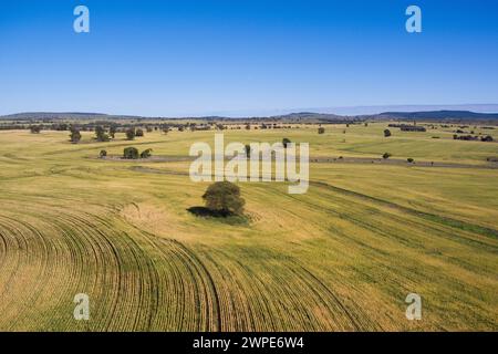 Luftlinie des einsamen Queensland Flaschenbaums umgeben von Weizenfeldern Wallumbilla in der Nähe von Roma Queensland Australien Stockfoto