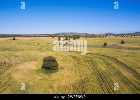 Luftlinie des einsamen Queensland Flaschenbaums umgeben von Weizenfeldern Wallumbilla in der Nähe von Roma Queensland Australien Stockfoto