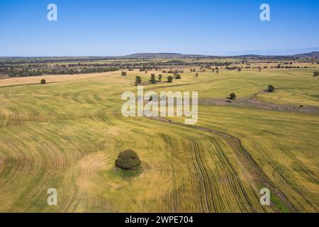 Luftlinie des einsamen Queensland Flaschenbaums umgeben von Weizenfeldern Wallumbilla in der Nähe von Roma Queensland Australien Stockfoto