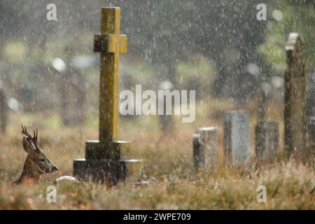 Reh-Bock ruht auf einem Friedhof während eines schweren Regenschusses Stockfoto