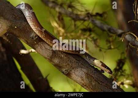 Ajmer, Indien. März 2024. Gewöhnliche Wolfsschlange (Lycodon capucinus), die am 6. März 2024 an einem Baum in einem Garten in Ajmer, Indien, hängt. Foto: ABACAPRESS.COM Credit: Abaca Press/Alamy Live News Stockfoto