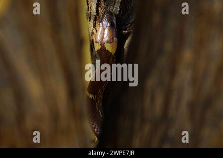 Ajmer, Indien. März 2024. Gewöhnliche Wolfsschlange (Lycodon capucinus), die am 6. März 2024 an einem Baum in einem Garten in Ajmer, Indien, hängt. Foto: ABACAPRESS.COM Credit: Abaca Press/Alamy Live News Stockfoto