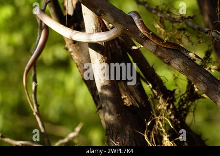 Ajmer, Indien. März 2024. Gewöhnliche Wolfsschlange (Lycodon capucinus), die am 6. März 2024 an einem Baum in einem Garten in Ajmer, Indien, hängt. Foto: ABACAPRESS.COM Credit: Abaca Press/Alamy Live News Stockfoto