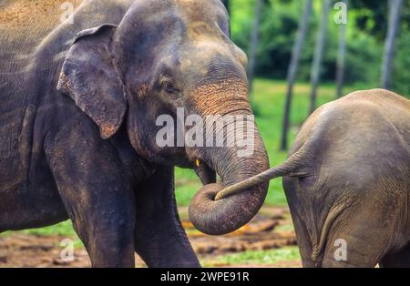 Sri Lanka, Pinnawela; Elefantenmutter hält ihren Kälberschwanz mit ihrem Rumpf. Stockfoto