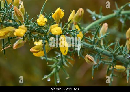 Die Ginster-Blüte auf einem Zweig mit Dornen und Wassertropfen, bekannt in Galicien, Spanien als Toxo Stockfoto