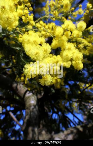 Gelbe Mimosa-Blüten. Acacia dealbata. Stockfoto