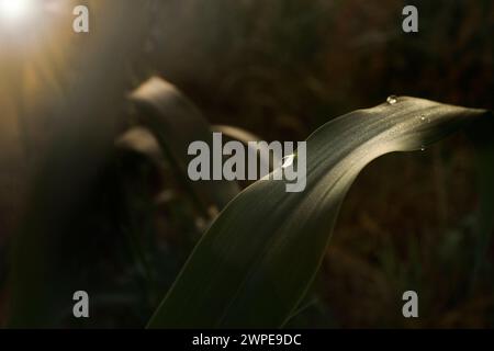 Nahaufnahme und oberer Fokus auf Tautropfen auf grünem Blatt und Sonnenstrahl-Effekt gegen Vegetation. Dunkler Hintergrund Stockfoto