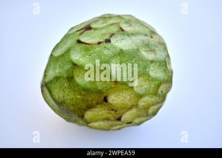 Reife Cherimoya-Frucht annona cherimola essbar, bekannt als Pudding Apfel Lanzarote, Kanarische Inseln, spanien Stockfoto