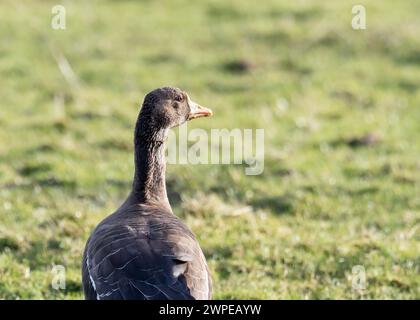 Grönland White fronted Goose, Anser albifrons flavirostris on Islay, Schottland, UK. Stockfoto