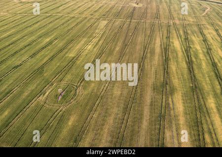 Aerial Lone Queensland Bottle Tree in Weizenfeldern in der Nähe von Wallumbilla Queensland Australia Stockfoto