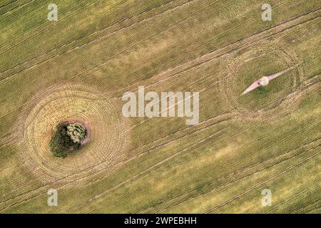 Aerial Lone Queensland Bottle Tree in Weizenfeldern in der Nähe von Wallumbilla Queensland Australia Stockfoto