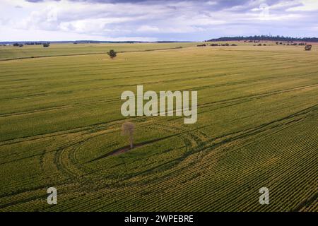 Aerial Lone Queensland Bottle Tree in Weizenfeldern in der Nähe von Wallumbilla Queensland Australia Stockfoto