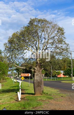 Straßenschild zum Queensland Bottle Tree Roma Queensland Australien Stockfoto