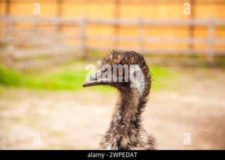 Der australische Strauß emu, bekannt als Dromaius novaehollandiae, ist der zweitgrößte lebende Vogel der Welt. Farmerzucht von Straußen Stockfoto