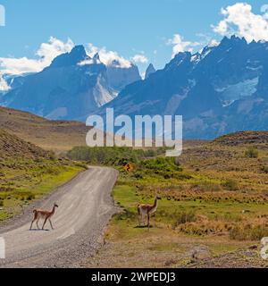 Zwei Vicunas (Vicugna vicugna) überqueren die Straße im Nationalpark Torres del Paine in Patagonien, Chile. Stockfoto