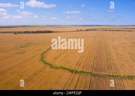 Aerial von Weizenfeldern fast bereit für die Ernte Muckadilla Queensland Australien Stockfoto