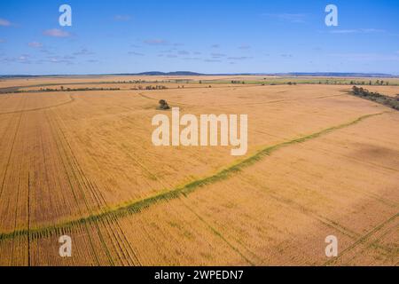 Aerial von Weizenfeldern fast bereit für die Ernte Muckadilla Queensland Australien Stockfoto