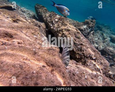 Der Dreitopf Dascyllus (Dascyllus trimaculatus), bekannt als Domino-Damsel oder einfach Domino, ist eine Art des Degoistischen aus der Familie Pomacentridae und Stockfoto