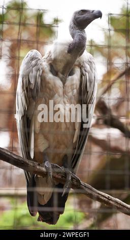 Gänsegeier oder Vogel, Äste und draußen in der Natur mit Federn, Landschaft oder Farm, um Nahrung zu jagen. Wildtiere, Fleischfresser oder Beute im Zoo Stockfoto