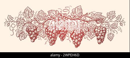 Reben mit Trauben und Blättern. Weinrebe, Weinberg. Handgezeichnete Skizze Vintage Vektor Illustration Stock Vektor