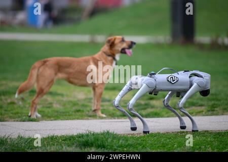 Der Roboterhund Milan Rajcevic, Inhaber und Direktor der Firma Notum Robotics, ging durch den Park von Dr. Franjo Tudjman in Velika Gorica. Passanten und ihre Hunde interessierten sich gleichermaßen für den Roboter. Der Roboterhund ist ein kommerzielles Produkt, das auf Bestellung hergestellt wird, und was interessant und einzigartig daran ist, sind die Softwarelösungen. Es geht darum, dass diese Plattform autonom ist, ohne menschliches Eingreifen und mit minimaler Wartung, um Aufgaben gemäß ihrem Programm auszuführen, unter unbekannten Umständen auf unbekanntem Gelände zu navigieren. Die Anwendungen sind vom Sicherheits-ap aus unbegrenzt Stockfoto