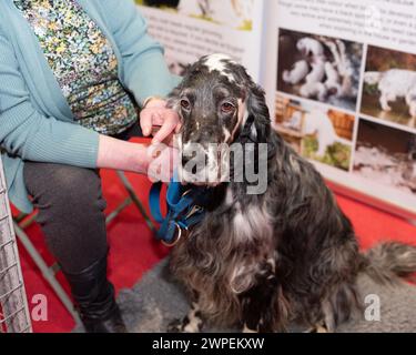 Crufts 2024 entdecken Sie Hunde, Hunde in der Gegend Stockfoto