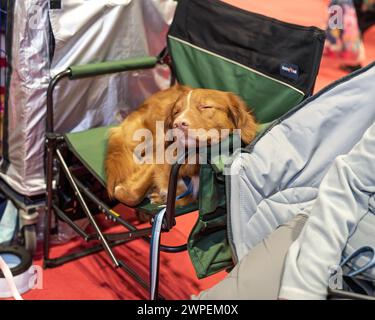 Crufts 2024 entdecken Sie Hunde, Hunde in der Gegend Stockfoto