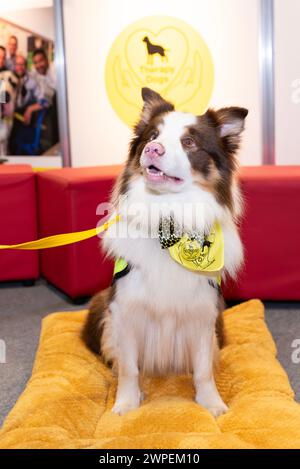 Crufts 2024 entdecken Sie Hunde, Hunde in der Gegend Stockfoto