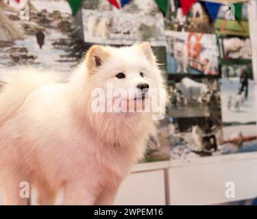 Crufts 2024 entdecken Sie Hunde, Hunde in der Gegend Stockfoto